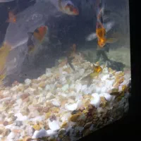 ماهی کوی|ماهی|قم, علی آباد سعدگان|دیوار