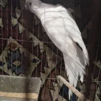 عروس هلندی البینو مولد