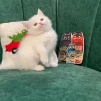 بریتیش نر ۲ماهه