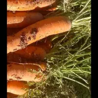 دسته کارگرهویج چین