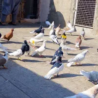 ساده و اصلی همش رنگه هستن