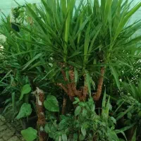 تخفیف بلک فرایدی گل و گیاه|گل و گیاه طبیعی|نیشابور, فردوس شمالی|دیوار