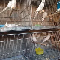 عروس هلندی جفت مولد آلبینو با جوجه