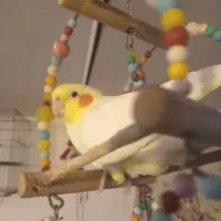 عروس هلندی لیمویی|پرنده|مرند, |دیوار