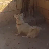 سگ پاپی|سگ|مبارکه, |دیوار