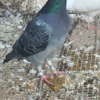 تعدادی پلاکی|پرنده|رامیان, |دیوار