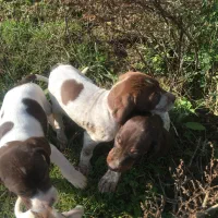 واکذاری سک شکاری|سگ|کوچصفهان, |دیوار