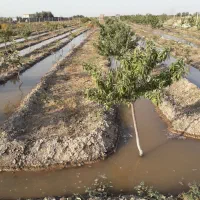 باغ پسته و بادام