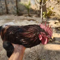 خروس جوان|حیوانات مزرعه|ارسنجان, |دیوار