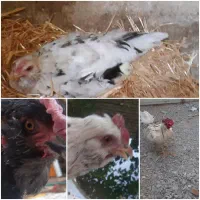 مرغ وخروس گلین ۲۵تا|حیوانات مزرعه|فلاورجان, |دیوار