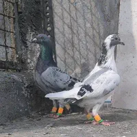 ۵ تا کفتر آلمانی کرمونی طوقی۱/۰۰۰/۰۰۰مفت مفت