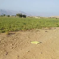 اجاره دادن زمین کشاورزی|اجارهٔ دفتر صنعتی، کشاورزی، تجاری|داراب, |دیوار