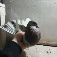 کفتر پرشی غریبگی