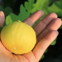 تولید وفروش نهال انجیر عسلی|خدمات باغبانی و درختکاری|آشخانه, |دیوار