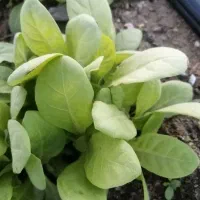 نشا لنگه ای و جاسکی