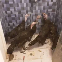 فروش بوقلمون ۳ عدد