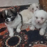 واگذاری شیتزو