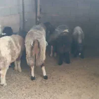 بره نر چاق