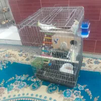 عروس هلندی مولد|پرنده|همدان, |دیوار