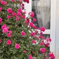 خانه کاهگلی اجاره ای