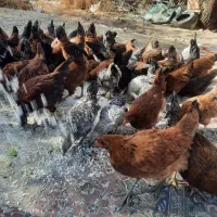 مرغ و خروس ۵ تا ۶ ماهه|حیوانات مزرعه|الشتر, |دیوار