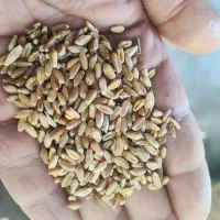 گندم قرمز|گل و گیاه طبیعی|اردبیل, |دیوار