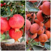 تولید انواع نهال انار و خرمالو پربار