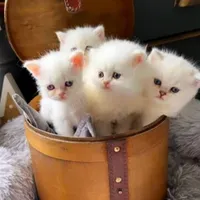گربه های خانگی خوشکل و ناز