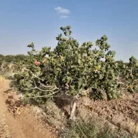 زمین کشاورزی