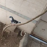 کبوتر ابلغ ماده است.