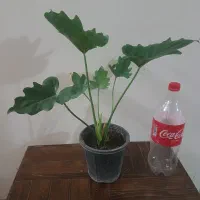 گل گیاه گلدان ، سه تا گل باهم ۳۵۰
