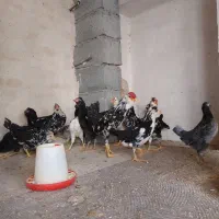 نیمچه خروس و مرغ گلین