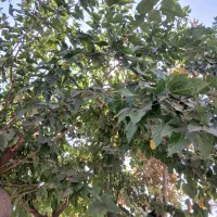 باغ-فروشی