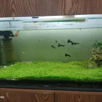 فروش فوری اکواریوم