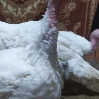 یک ست بوقلمون بیوتی