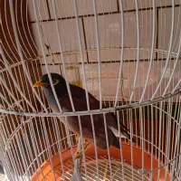 مرغ مینا سخنگو