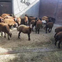 ۳۰عددبره داشتی نر و ماده