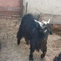 کهره نر جوان|حیوانات مزرعه|تیمور آباد, |دیوار