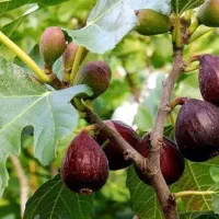 نهالستان پسته و گردو و ارقام میوه پالیز|خدمات باغبانی و درختکاری|سردشت, |دیوار