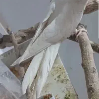 عروس هلندی