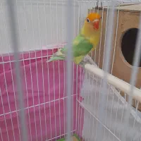 یک جفت کوتوله پاربلو بشرط تخم جوجه باقفس لوازم