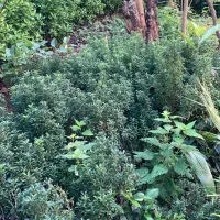 شمشاد سوزنی نعنایی و طلایی|گل و گیاه طبیعی|واجارگاه, |دیوار