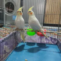 عروس‌هلندی