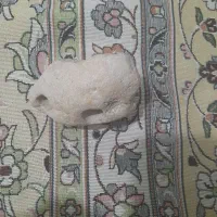 سنگ فسیلی ومرجانی