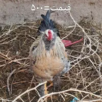 مرغ و خروس مرندی