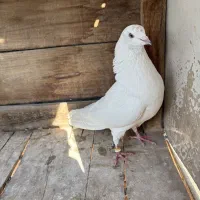 کبوتر|پرنده|مبارکه, |دیوار