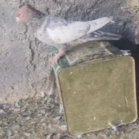 تعدادی کبوتر رنگی|پرنده|صدرا-فارس, فاز ۱|دیوار