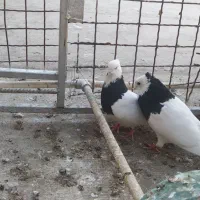 پرنده|پرنده|خرمشهر, |دیوار