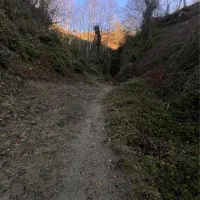 7300متر-زمین-باغ-چایی-سند-دار