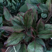 آگلونما رد دراگن ۶ غلافه